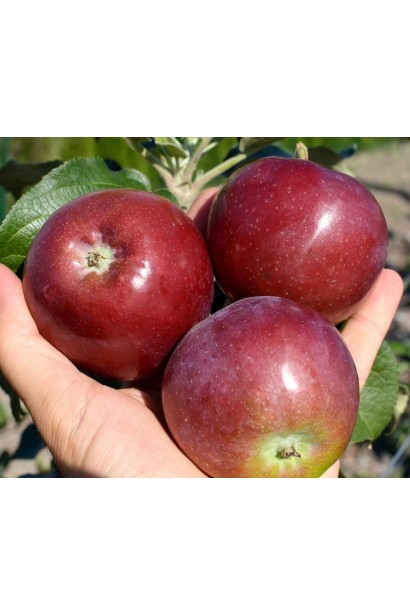 Яблоня колоновидная Титания зимняя купить